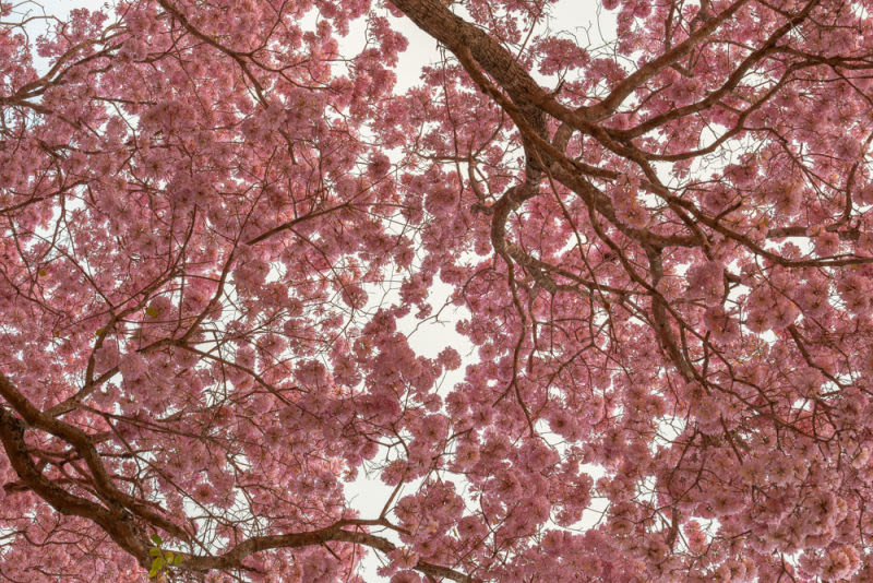 Uma perspectiva imersiva sob a copa de um Ipê-Rosa em plena floração. A rede intrincada de galhos escuros contrasta com a leveza das flores, criando um teto natural de tons rosados que filtram a luz suavemente.