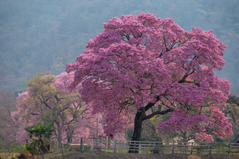 A natureza em sua máxima exuberância cromática. O padrão repetitivo e orgânico das flores de Ipê transforma a fotografia em uma estampa viva, onde as nuances de rosa criam uma textura visual rica e envolvente.