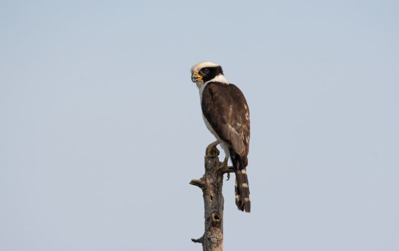 Uma figura solitária e antiga se ergue. É o Acauã, o guardião alado do sertão, cuja alma parece moldada pelas mesmas terras secas e rústicas sobre as quais ele reina. Empoleirado como uma sentinela de pedra no topo de um tronco retorcido, ele é o próprio poema da vigília.
