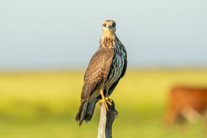 Quem está mandando por aqui? Com essa pose cheia de atitude e o olhar confiante, esta fêmea de gavião-caramujeiro não deixa dúvidas: ela é a rainha da Lagoa dos Peixes.