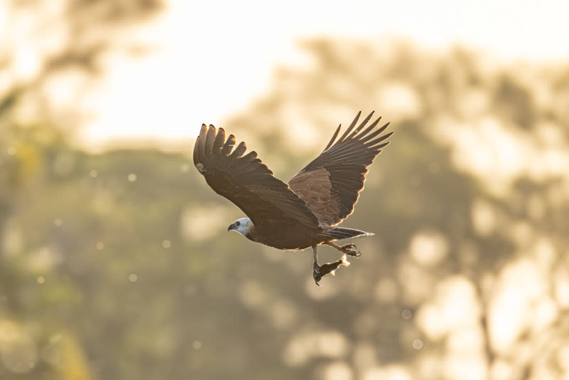 O gavião-belo revela força, precisão e instinto em um instante decisivo da natureza. Uma obra que celebra a elegância da vida selvagem e o equilíbrio dos ciclos naturais, transmitindo imponência, beleza e admiração.