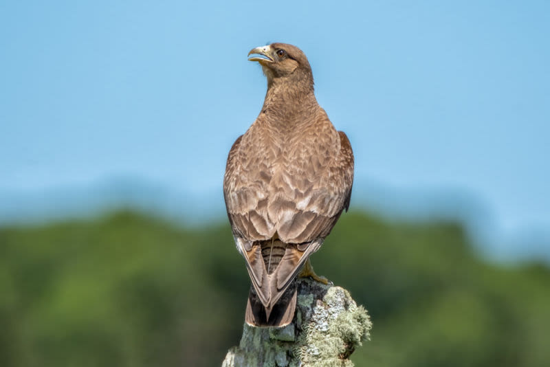 Um gavião-chimango, pousado em um mourão de cerca, observa o seu território com majestade. Uma imagem que captura a força e a liberdade dessa ave de rapina, símbolo do bioma brasileiro.