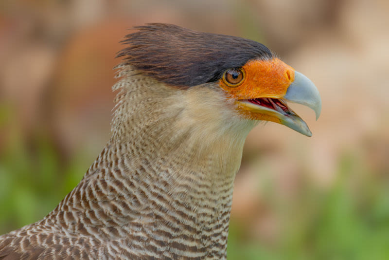 Neste retrato, o carcará revela a essência de sua natureza: atento, resiliente e perfeitamente adaptado às paisagens abertas que chama de lar.