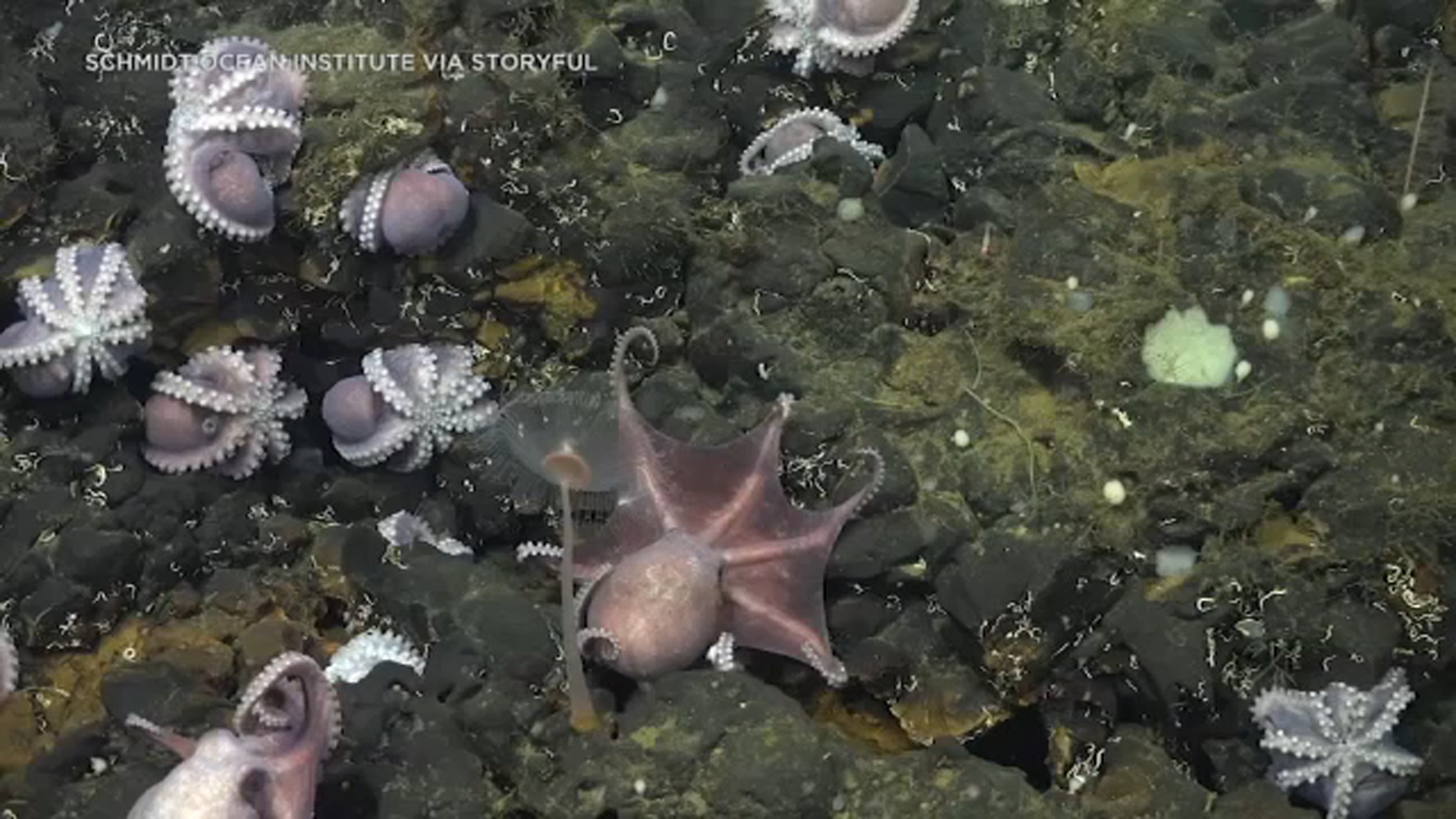 Technology Helps Unveil the Mystery of the Real-Life Octopus Garden