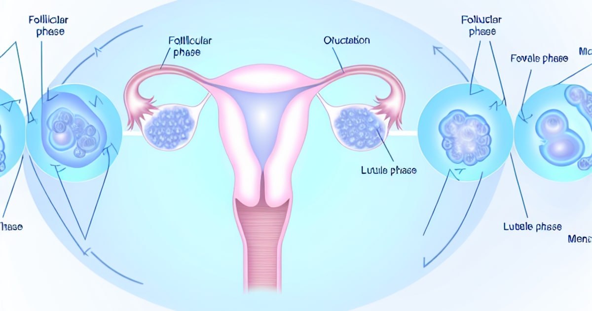 Understanding Your Cycle - A Comprehensive Guide