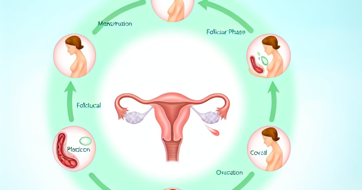 Understanding Your Cycle - A Comprehensive Guide
