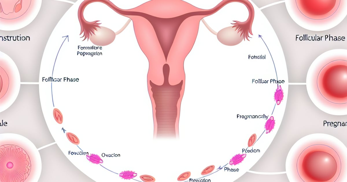 Understanding Your Cycle: A Comprehensive Guide