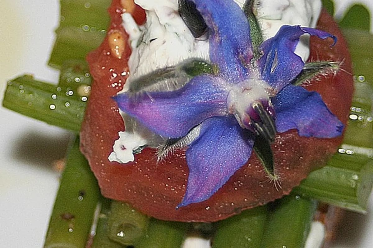 Knusprige Baguettescheiben belegt mit Quarkcreme, marinierten Keniabohnen, Tomaten und Kräutern, daneben ein zweites Baguette mit Reblochon‑Käsecreme, Brokkoli‑Röschen und Pinienkernen