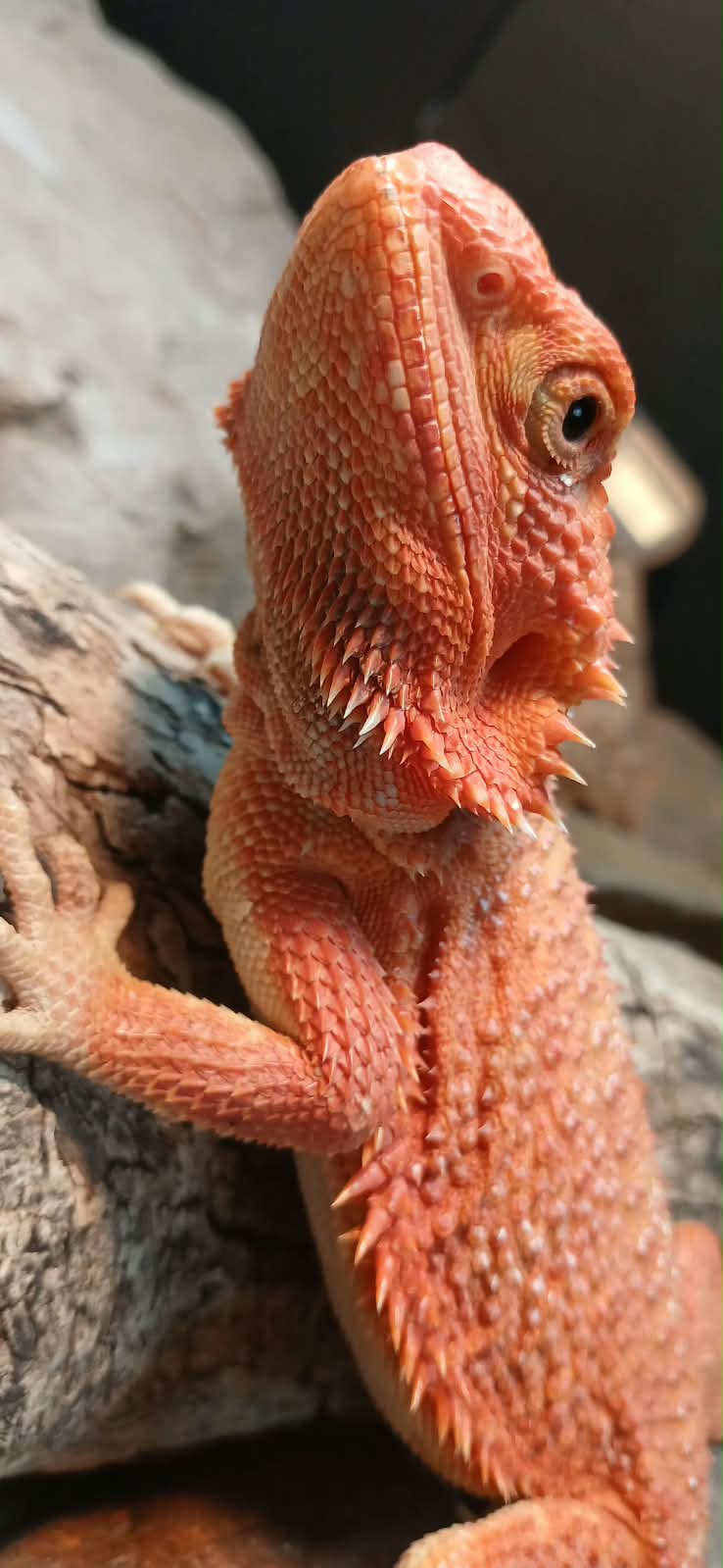 Bearded dragon