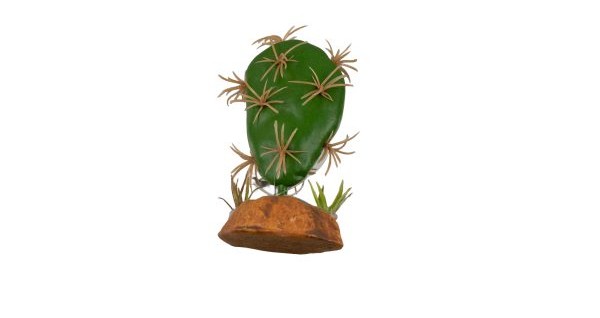 Cactus Plants