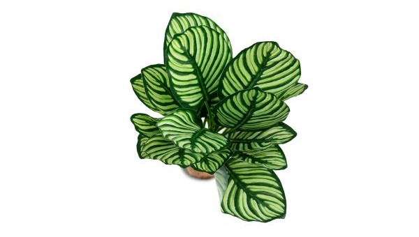 Tropical Calathea ornata / Vittata Plant