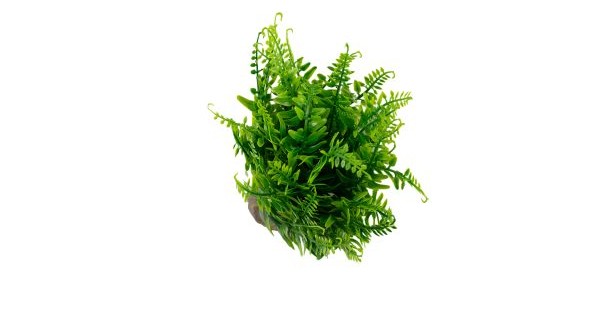 Tropical Sword Fern Plant