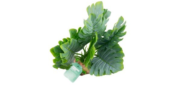 Tropical Monstera Juvenile Plant