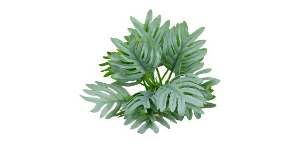 Tropical Lace Tree Plant