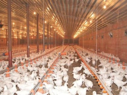Птицеводческое предприятие Краснодарского края на 22% увеличило выработку продукции благодаря бережливым технологиям