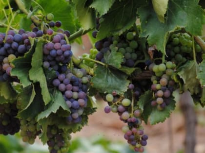 На Кубани объемы производства вина выросли на 17%