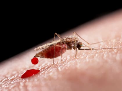 25 апреля - Всемирный день борьбы против малярии