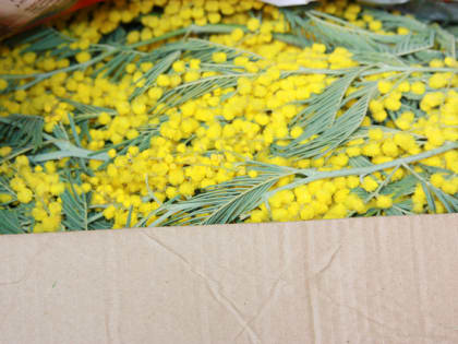 В Сочи начался «мимозовый бум»