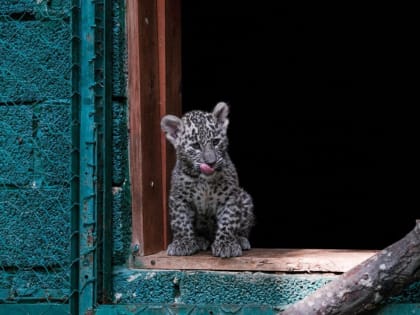 Котенка Умку из Центра восстановления переднеазиатского леопарда на Кавказе будут выкармливать люди