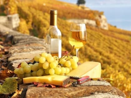 Около 50% объектов эногастрономического туризма в России сосредоточено на Кубани