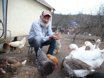 Под Новороссийском погибли куры на птицефабрике. Идет утилизация