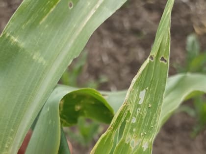 Стеблевой мотылек