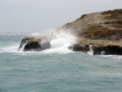 В Новороссийске в четыре раза сократились запасы черноморской хамсы