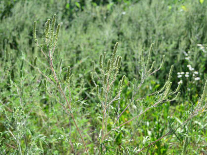 Во втором квартале этого года в Краснодаре выкосили более 4000 гектаров карантинной растительности