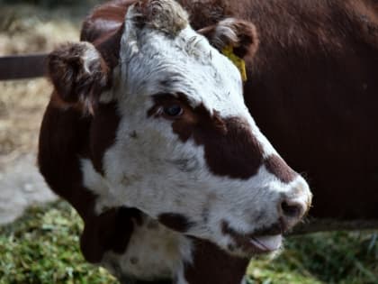 На Кубани увеличат субсидии для фермеров за реализованное молоко
