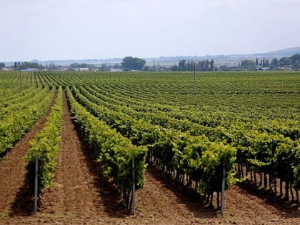 Новые виноградники начали высаживать на Кубани