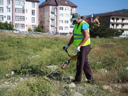 В Геленджике продолжается борьба с амброзией