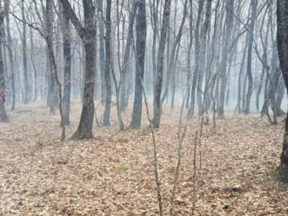 ​Более восьми часов тушили горящий лес в Северском районе