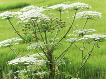 Информация о способах борьбы с борщевиком Сосновского  на землях сельскохозяйственного назначения