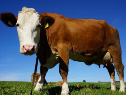 На Кубани на развитие геномной селекции выделят 230 млн рублей