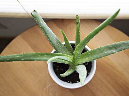 Проверено бабушками: три лучших народных способа лечения простуды