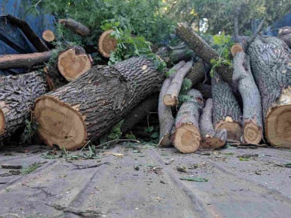 В Новороссийске постепенно исчезают деревья. За этим кто-то следит?