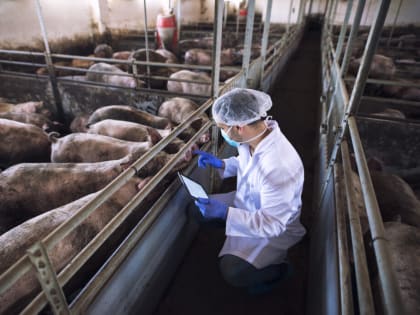 На предприятии в Новороссийске ввели карантин из-за вируса африканской чумы свиней