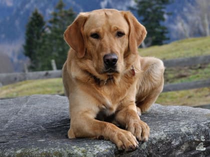 Памятка содержания собак