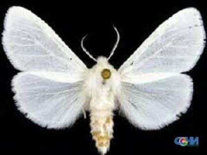 Семинар по борьбе с вредителями зеленых насаждений провели в Сочи