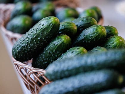 Польза и вред огурцов: экспертное мнение