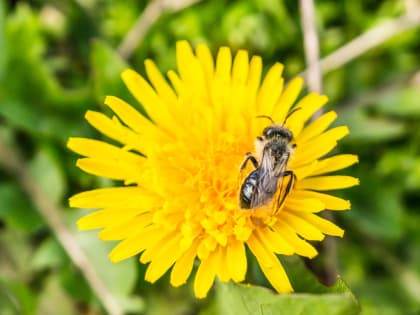 Сироп из одуванчиков: натуральная помощь при различных проблемах