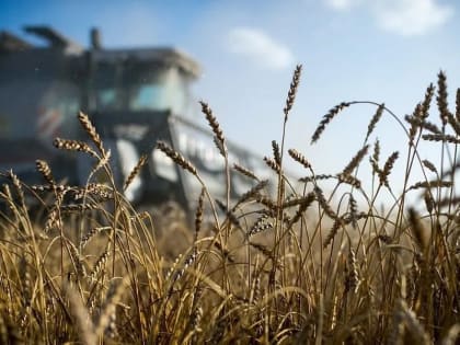 В Краснодарском крае аграрии получат 460 миллионов рублей на компенсации затрат по агрострахованию