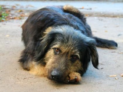 20 апреля в Пластуновском сельском поселении будет организован отлов бездомных собак
