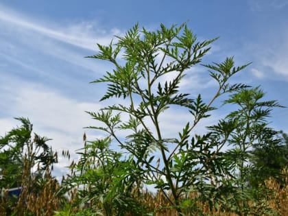 Амброзия наносит аллергенный удар