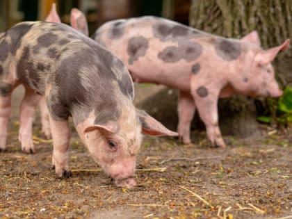 В порту Новороссийска задержали 18 тонн лекарств для животных