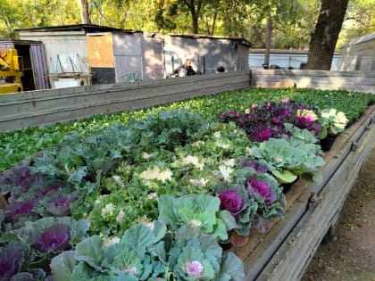 В Краснодаре высадят более 10 тысяч цветов