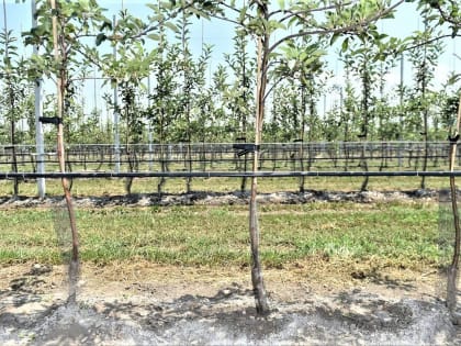 Кубань увеличивает площади под фруктовые сады