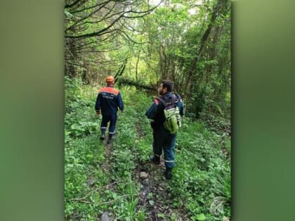 Несколько часов бродила по лесу в Сочи заблудившаяся пенсионерка