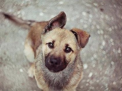 Отлов бездомных собак в Новотитаровском поселении