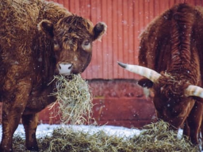 В Краснодарском крае в производство комбикормов вложили 90 млн рублей